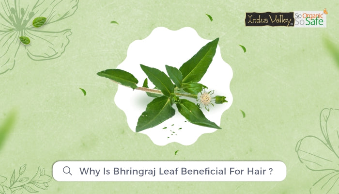 Why is Bhringraj Leaf Beneficial for Hair?